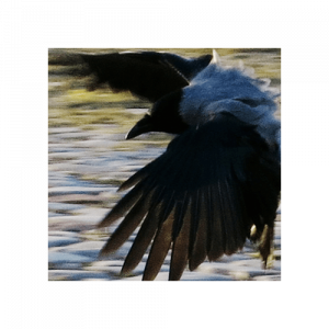 Urban Crows