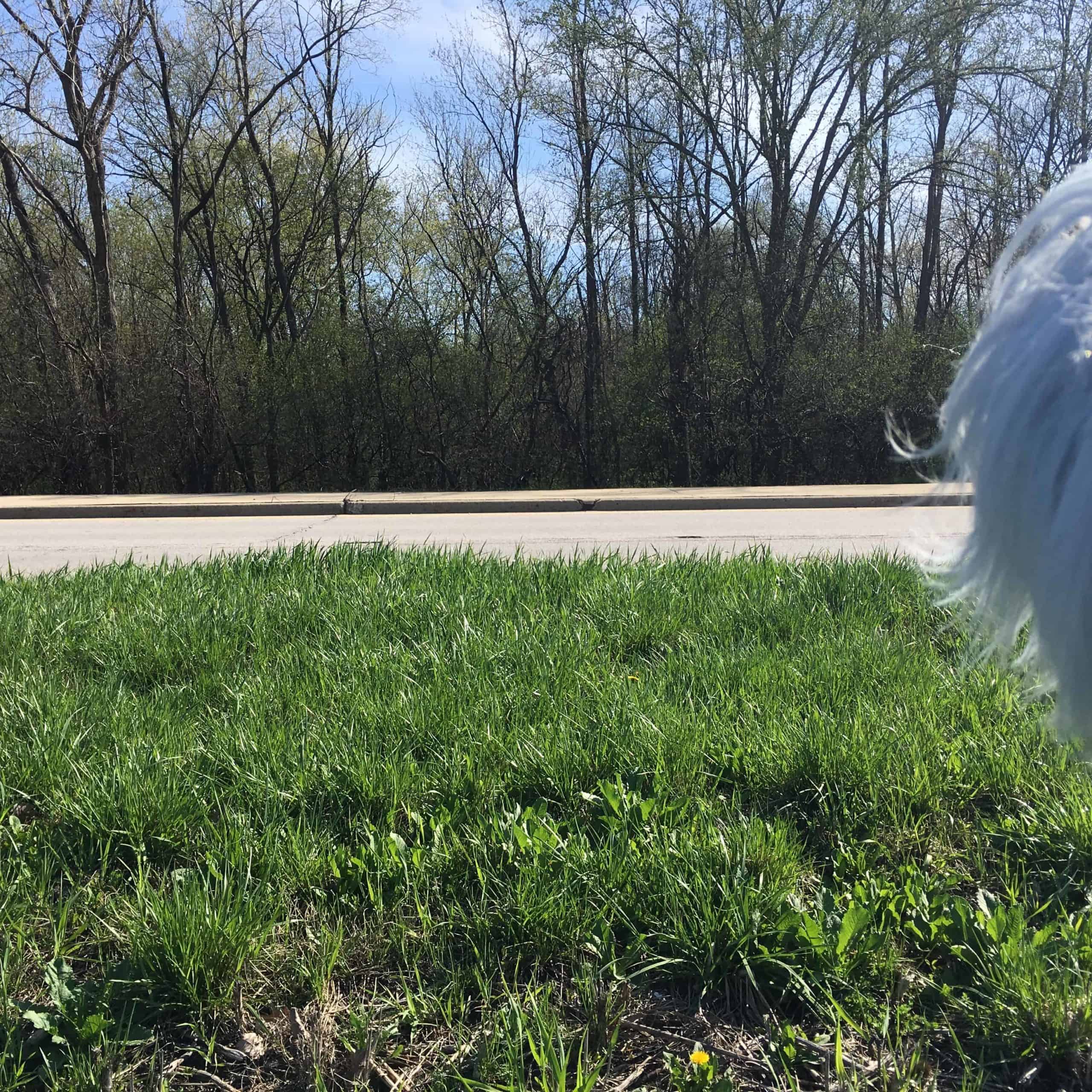 Suburbs of Chicago: Heavy Winds - Image 13