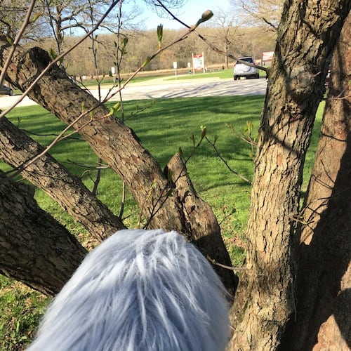 Suburbs of Chicago: Heavy Winds - Image 16