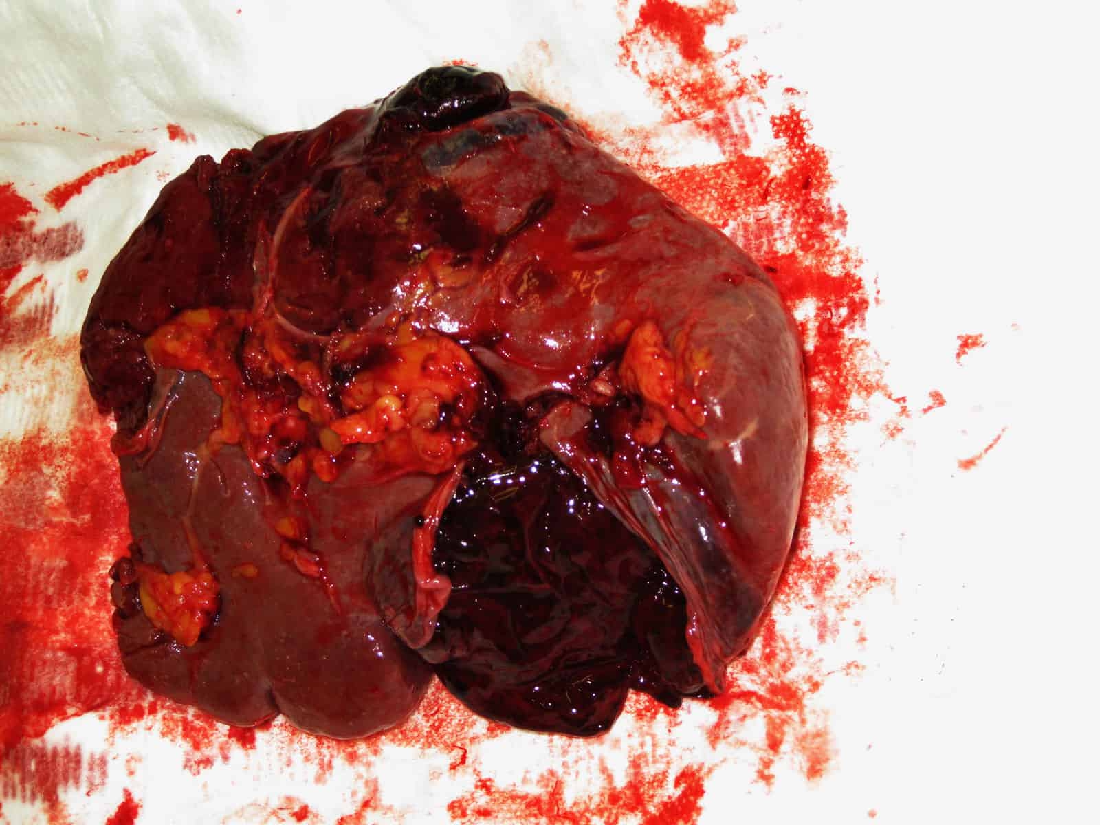 Bones & Blood - Gore Elements - Image 7