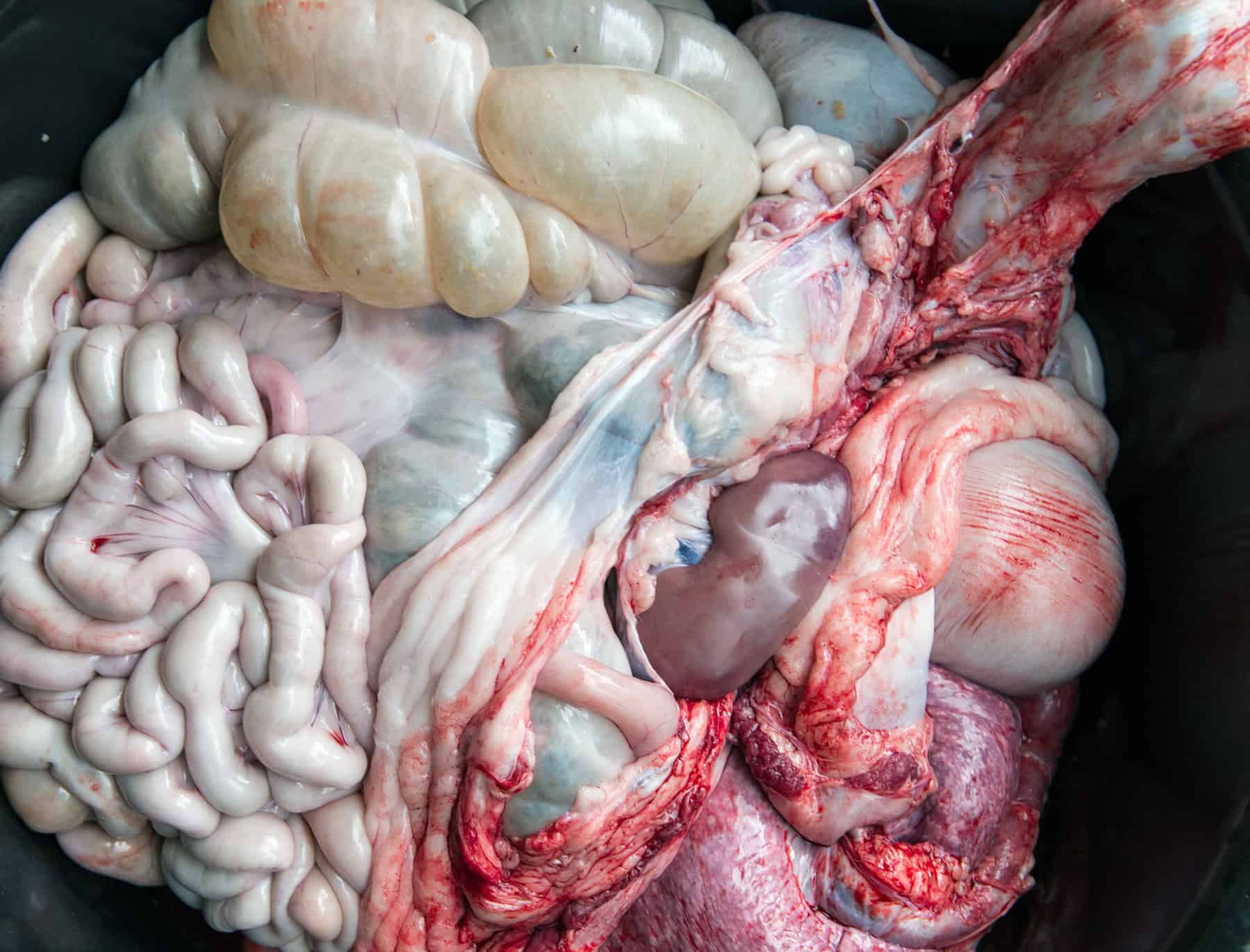 Bones & Blood - Gore Elements - Image 9